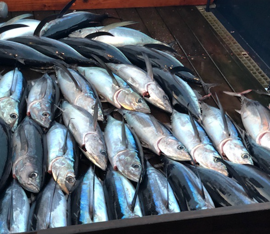 sustainable tuna fishing