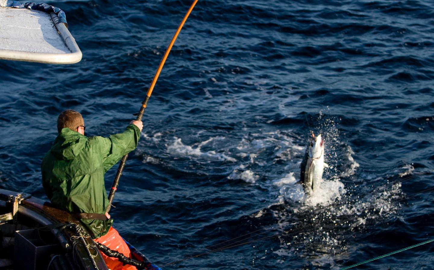 photo of man pulling tuna out of water on fishing pole