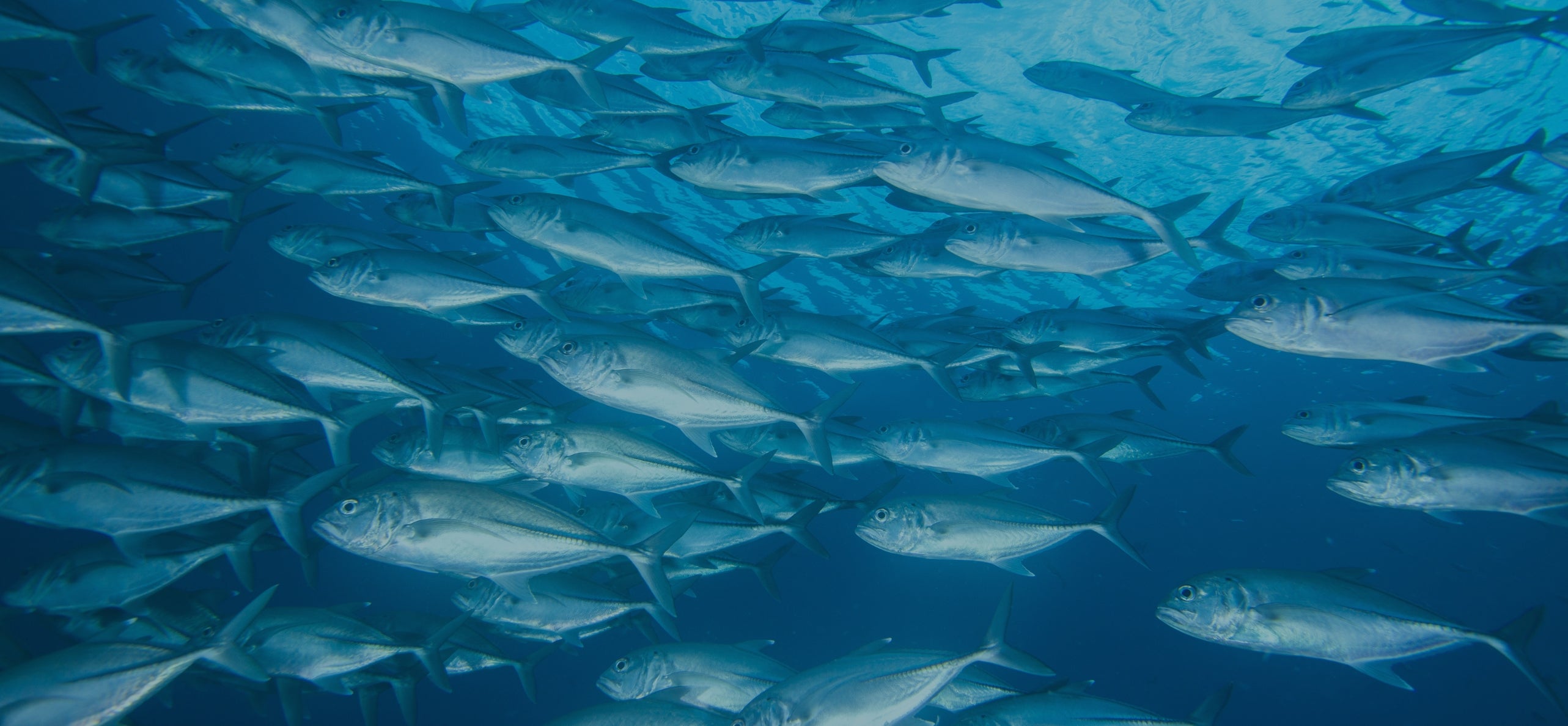 photo of tuna school