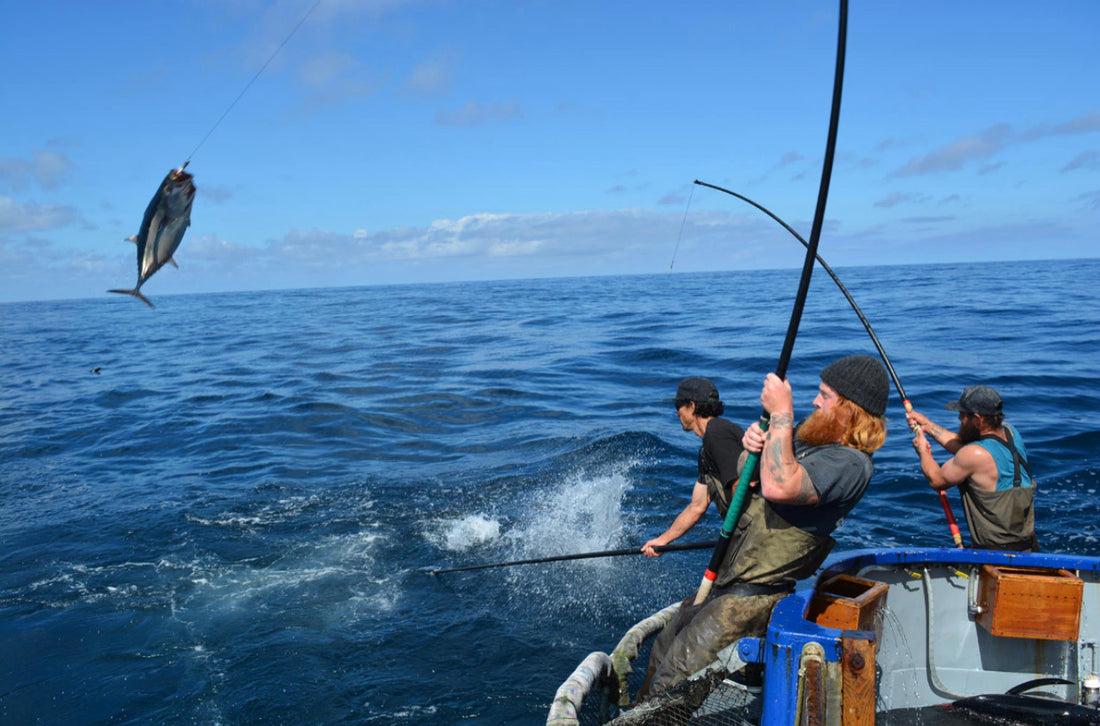 Pole Caught Tuna