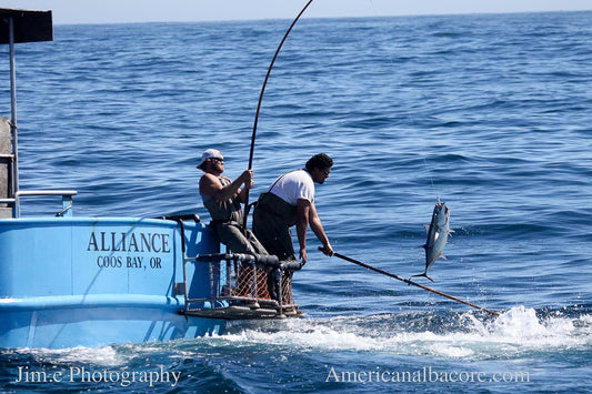 A Day Aboard a Pole & Line Tuna Boat: What It Actually Takes to Catch Your Tuna One Fish at a Time