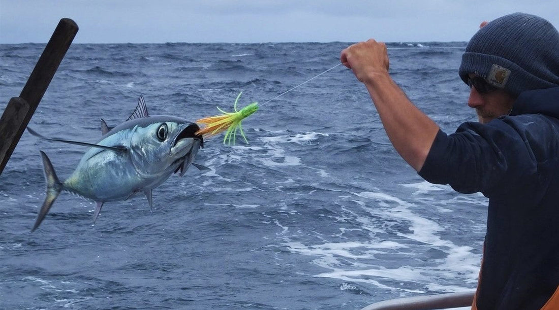 Sashimi Grade Canned Tuna