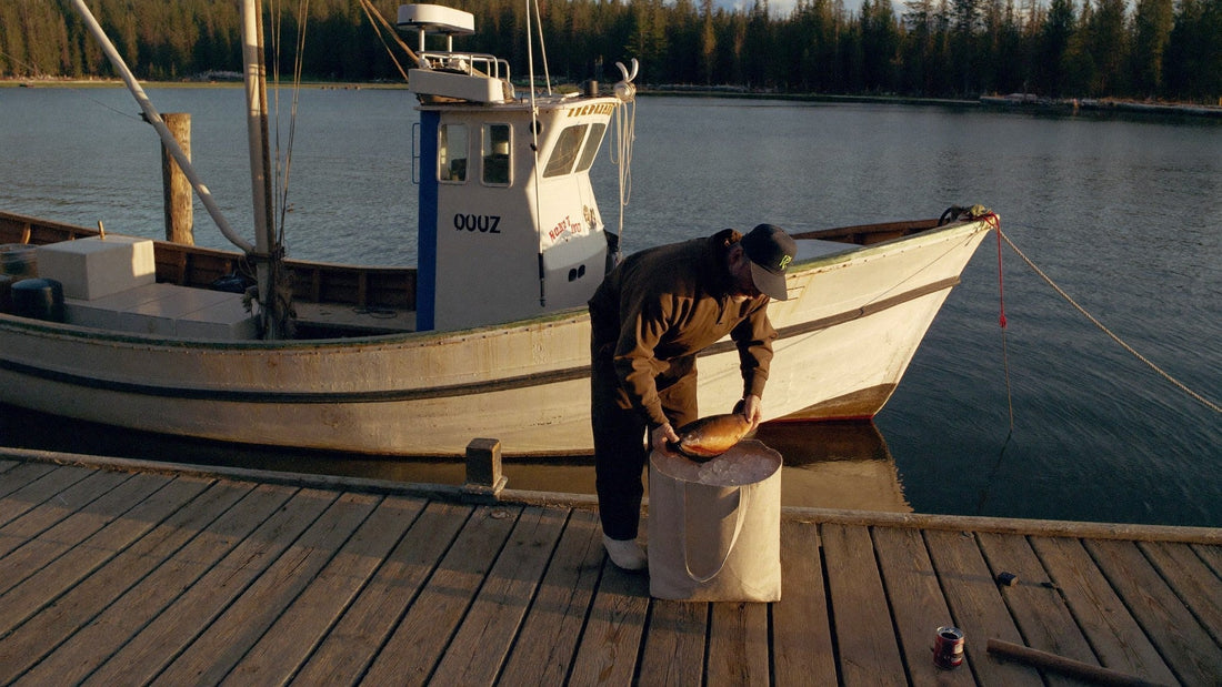 Fresh wild caught salmon on ice aboard a Pacific Northwest fishing boat